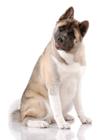 pixwords AKITA INU