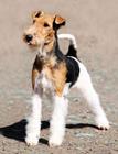 pixwords FOX TERRIER