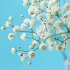 pixwords GYPSOPHILA