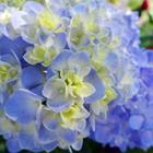 pixwords HORTENSIE
